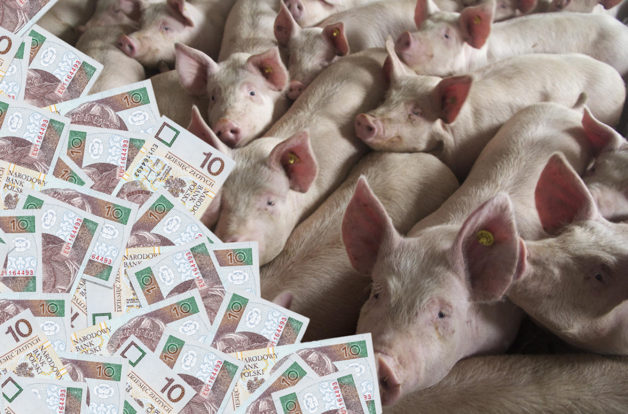 Ceny świń będą spadać? Sprawdź stawki w skupach z 14 sierpnia [SONDA]