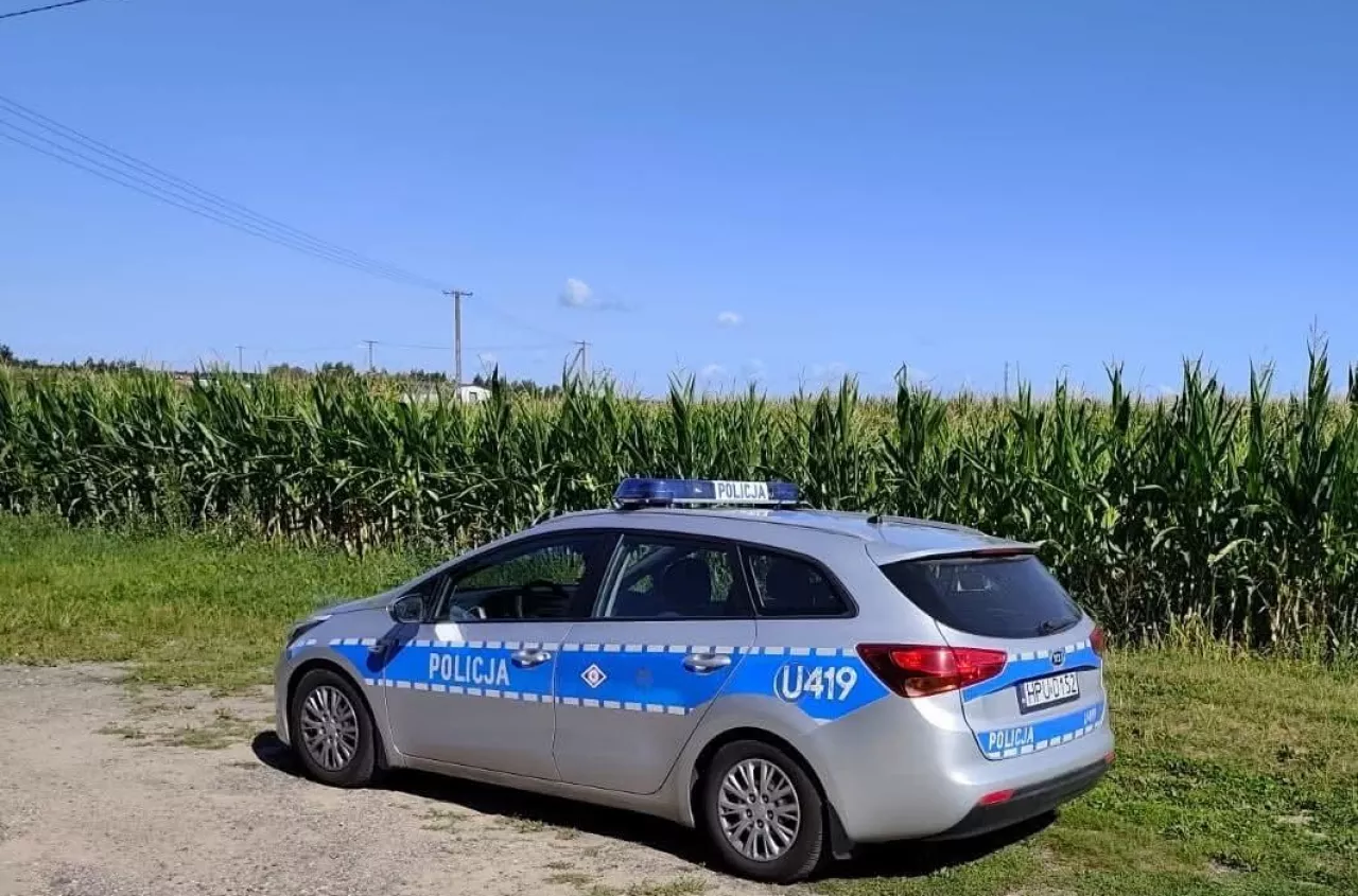 Dwa postępowania w sprawie „złotych kolb”. Policja ostrzega przed zbiorami kukurydzy