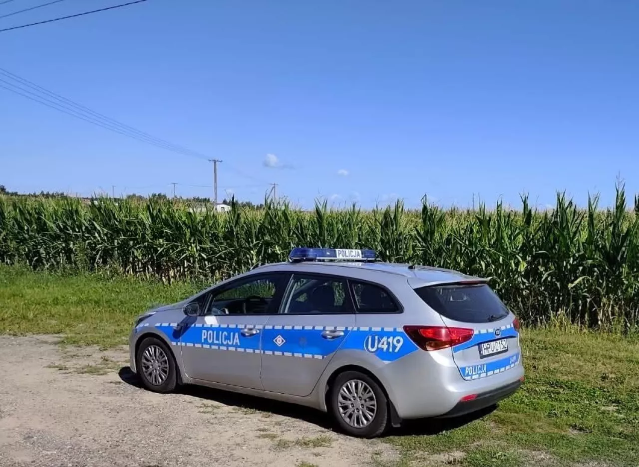 Złote kolby w kukurydzy w Wielkopolsce