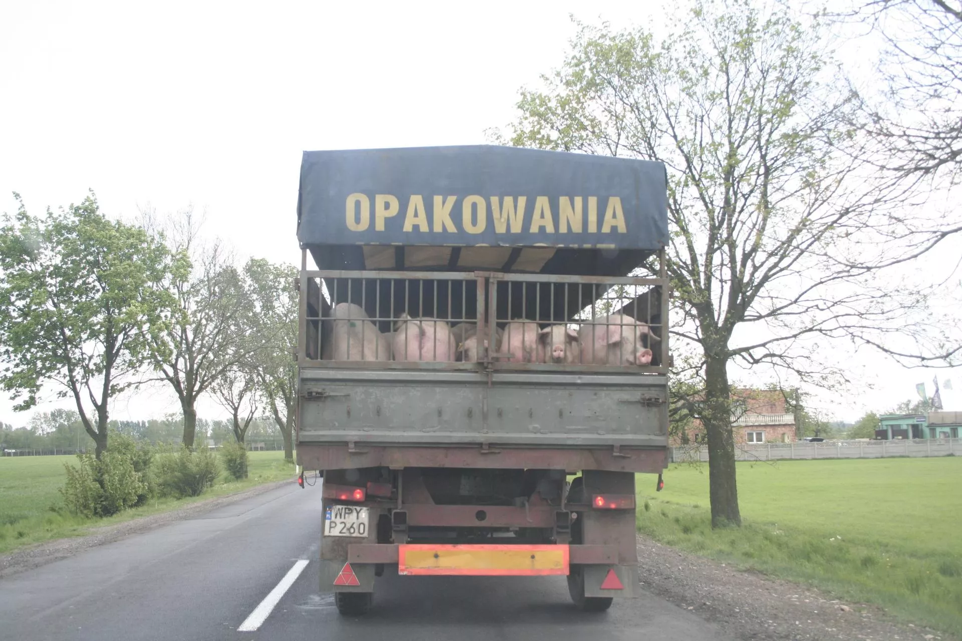 Przewozisz świnie? Tych błędów podczas załadunku i transportu nie popełniaj