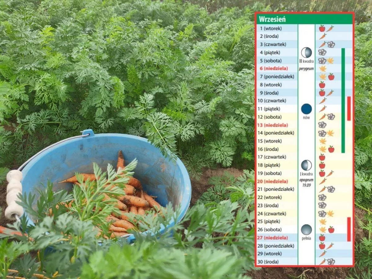 Kalendarz biodynamiczny na wrzesień 2026. Co i kiedy siać, sadzić i zbierać?