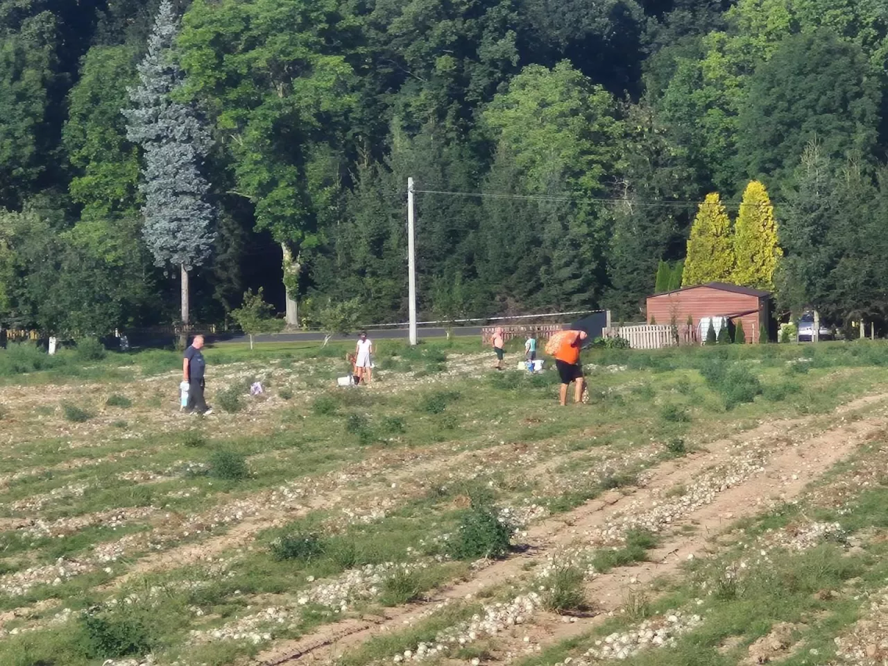 Samozbiory u rolnika na Dolnym Śląsku