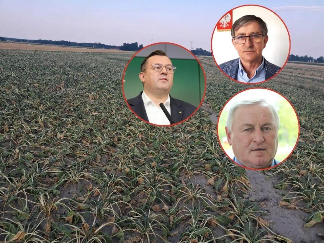 Susza rolnicza na Opolszczyźnie i Dolnym Śląsku