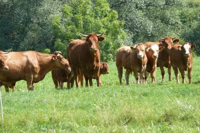 Żniwa ograniczyły sprzedaż bydła. Ile ubojnie płacą dziś za byki, jałówki i krowy? [SONDA]