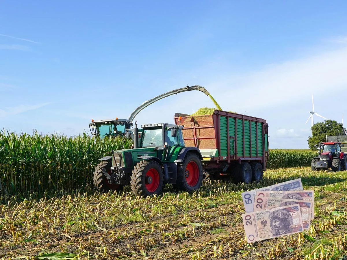 Ile kosztuje kukurydza na pniu? Ceny dochodzą do 10 tys. zł/ha