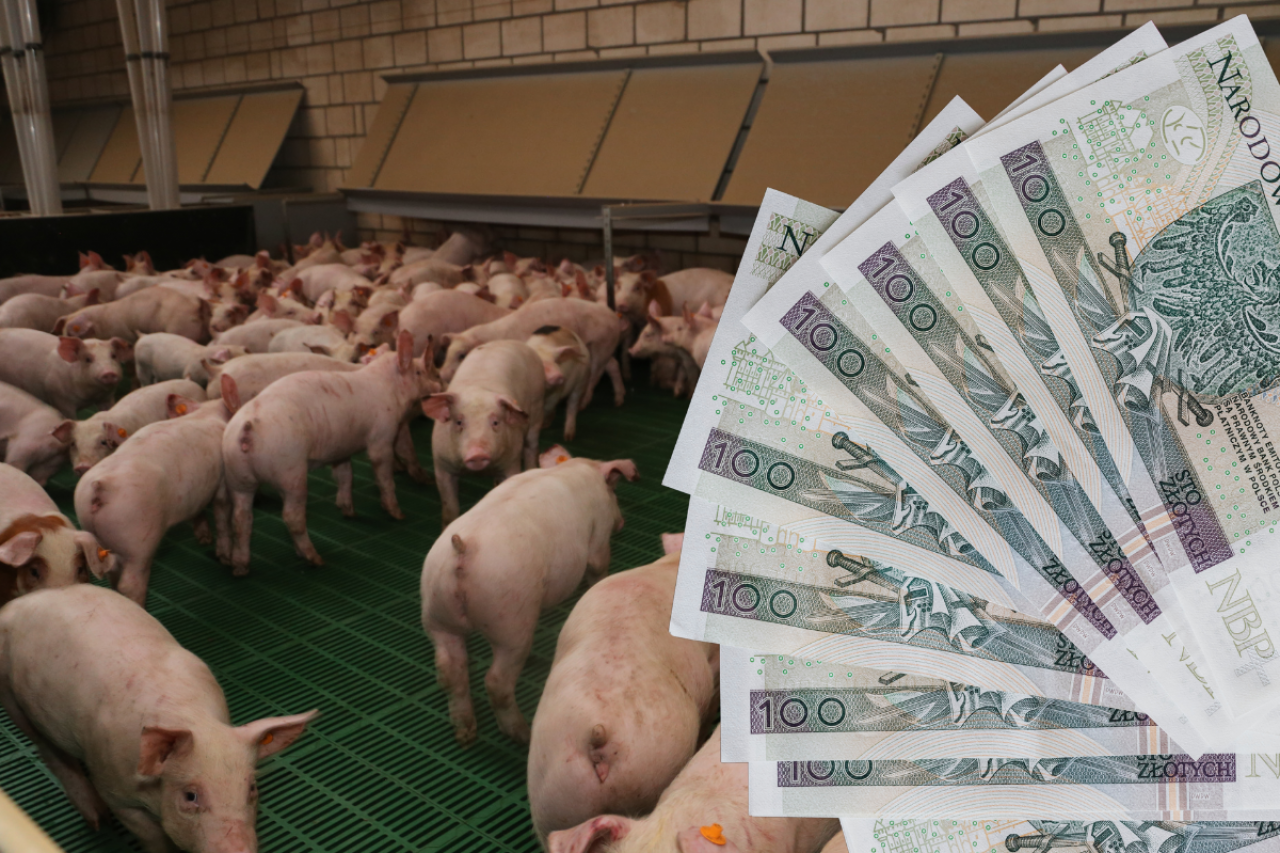 Świń brakuje, ale ceny nie rosną. Ile dziś płacą ubojnie? 