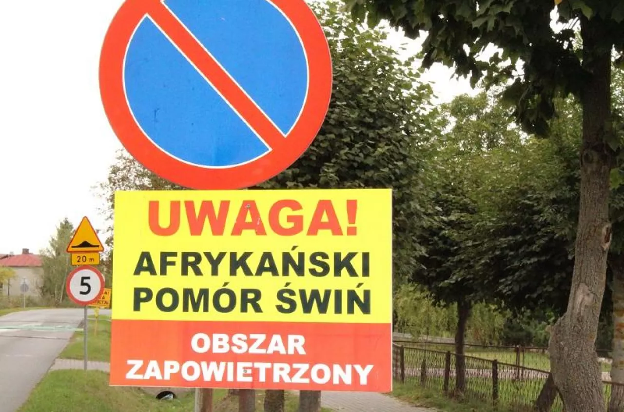 Kolejne ognisko ASF w Polsce. Gdzie wirus zaatakował chlewnię?