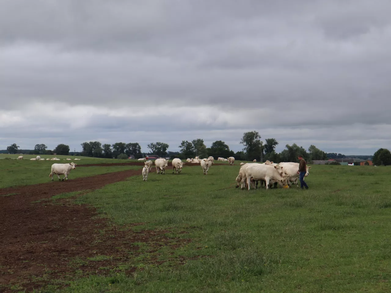 Wsparcie na wyposażenie pastwisk umożliwiające bezuwięziowy wypas bydła jest przyznawane zarówno na trwałe użytki zielone, mieszkanki wieloletnie traw jak i trawy na gruncie ornym
