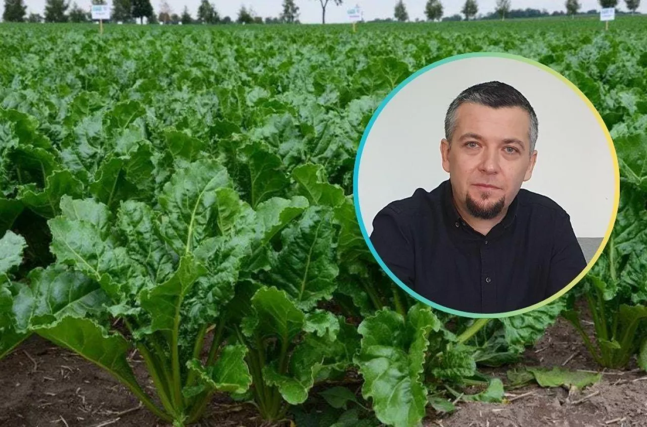 Ceny cukru rosną, a rolnikom chcą płacić mniej za buraki. Padły pierwsze stawki