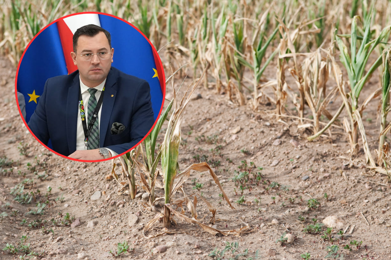 Krajewski o pomocy suszowej: myślimy o wsparciu dla rolników ze stratami poniżej 30 proc.