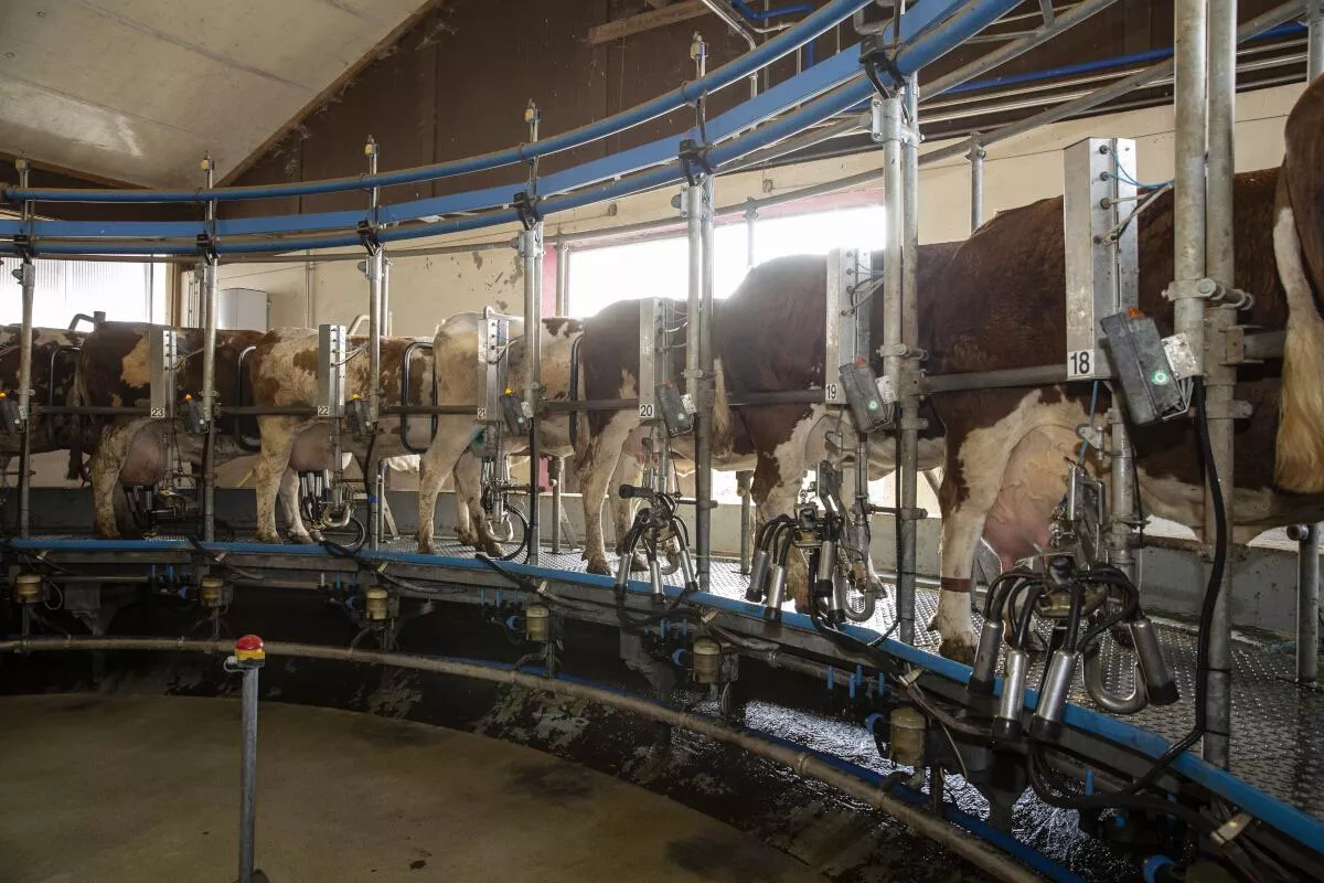 2400 krów i karuzela na 60 stanowisk. Taką fermę stawiają na Ukrainie
