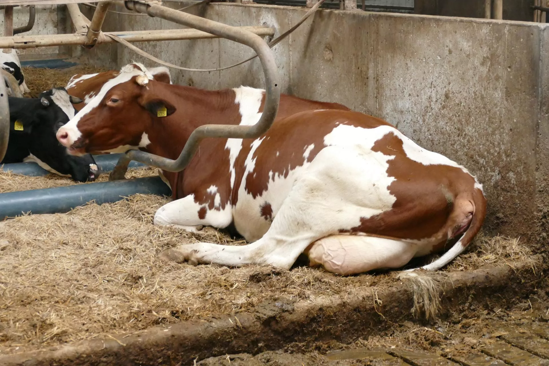 Ta choroba krów może kosztować hodowcę 380 euro na sztuce. Leczenie się opłaca