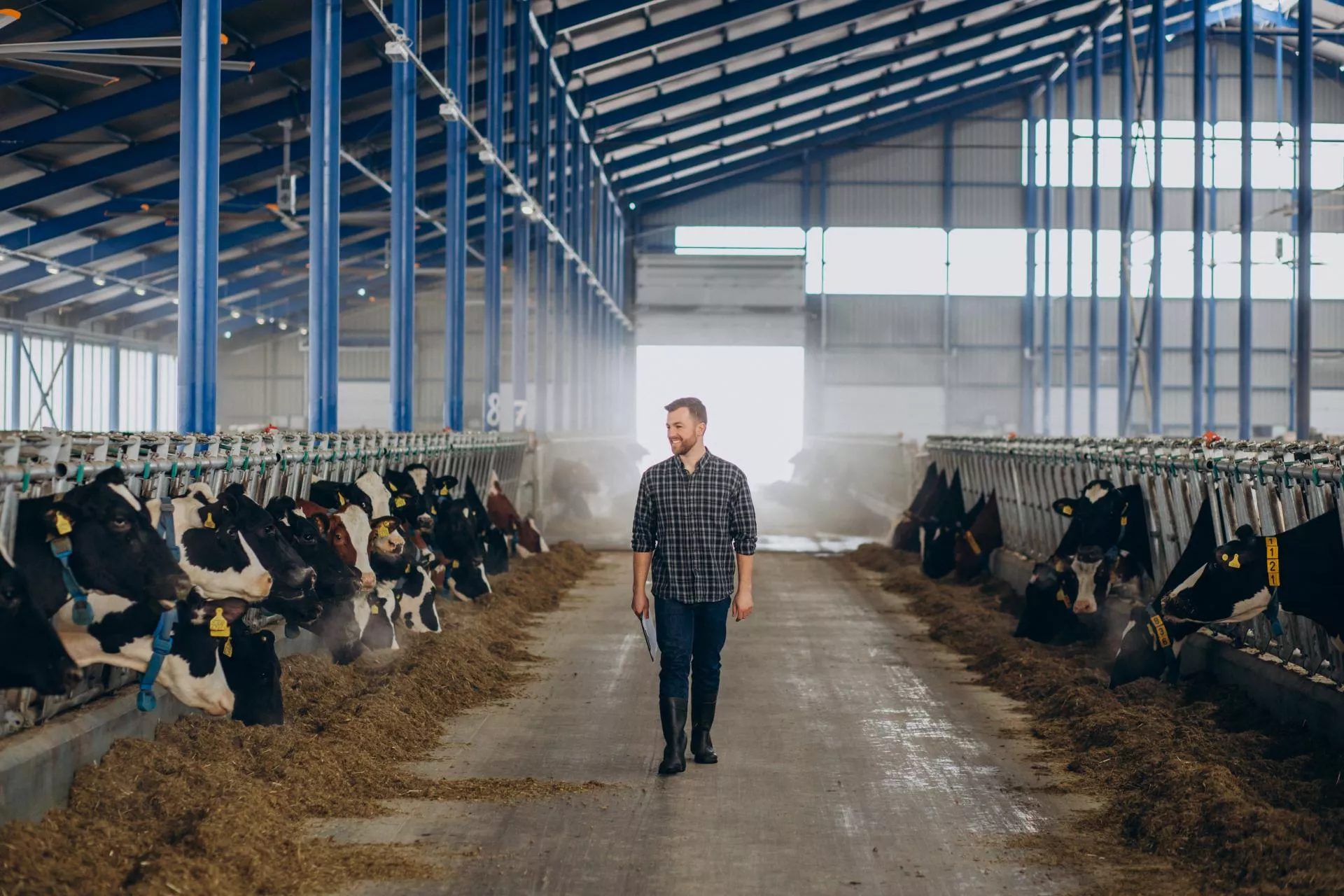 Gospodarstwo mleczne na sprzedaż. 2000 ha i 700 sztuk bydła