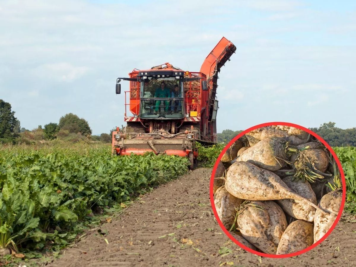 KGS podała cenę za buraki i chce ciąć kontraktację. "Plantatorzy takich warunków nie wytrzymają”