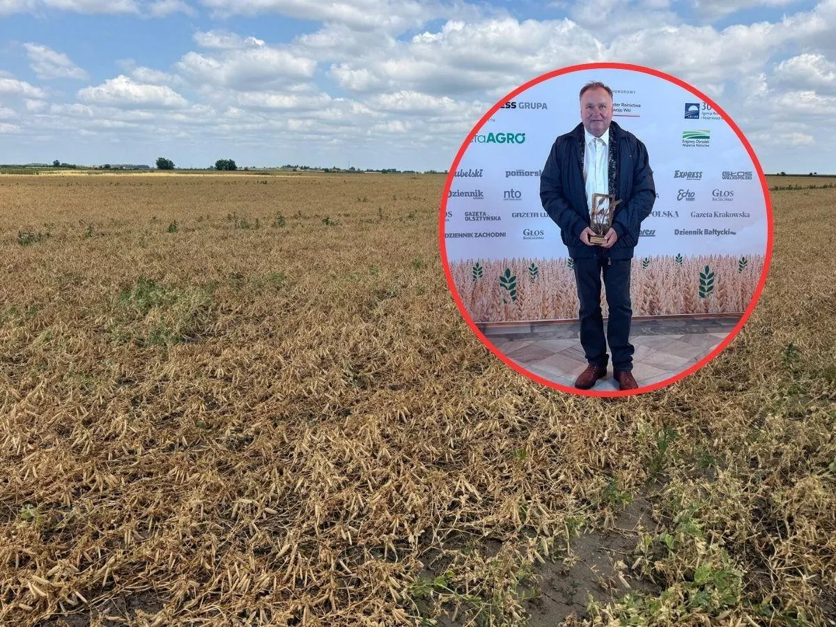 Miał 400 ha groszku. Połowa została na polu. „Totalny minus”