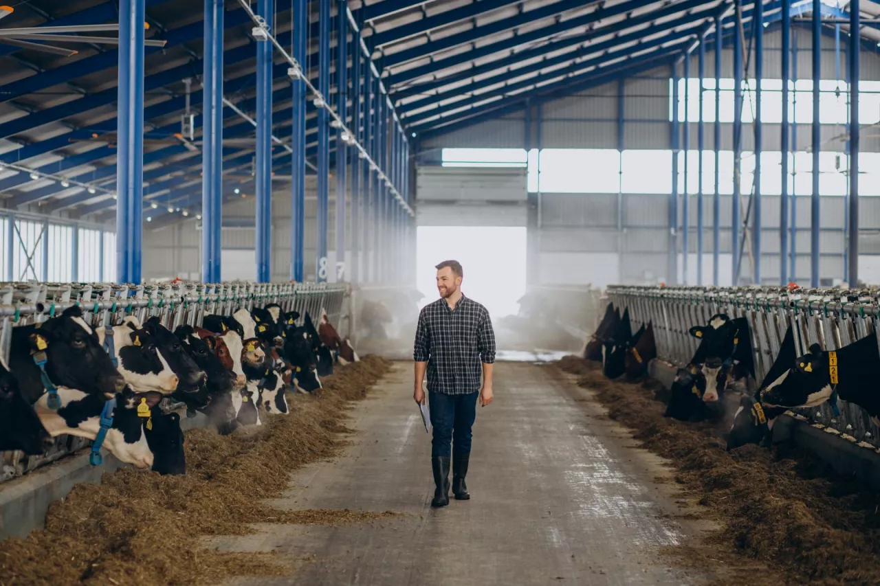 Gospodarstwo mleczne na sprzedaż. 2000 ha i 700 sztuk bydła