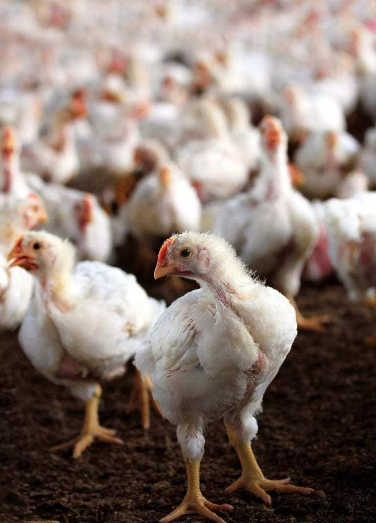 Zakłady ubezpieczeń najczęściej ubezpieczają drób od salmonellozy
