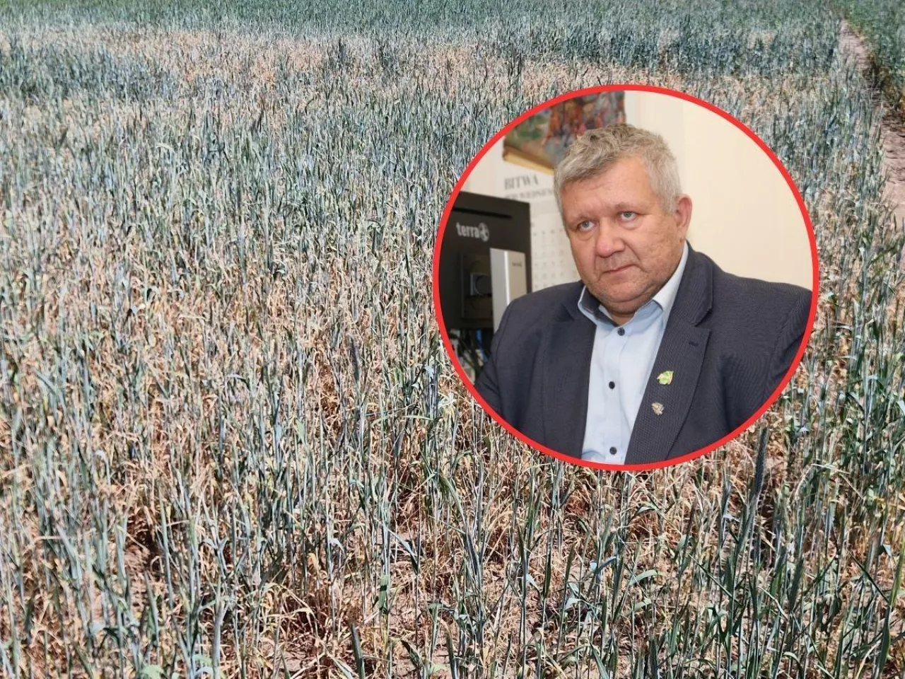 susza na polu w uprawach, w kółku prezes LIR Andrzej Kałek
