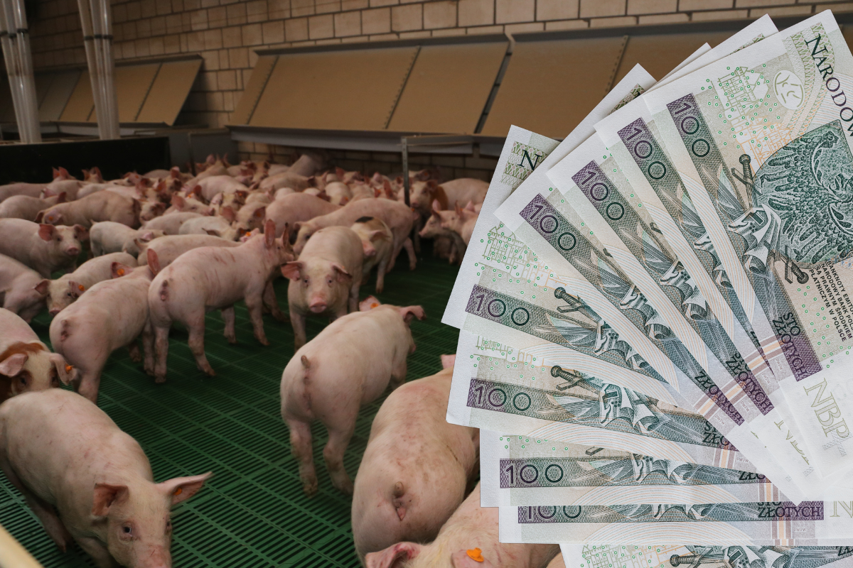 Nawet 2000 zł na loszkę i 1000 zł na lochę. Rząd szykuje nowe dopłaty dla hodowców świń