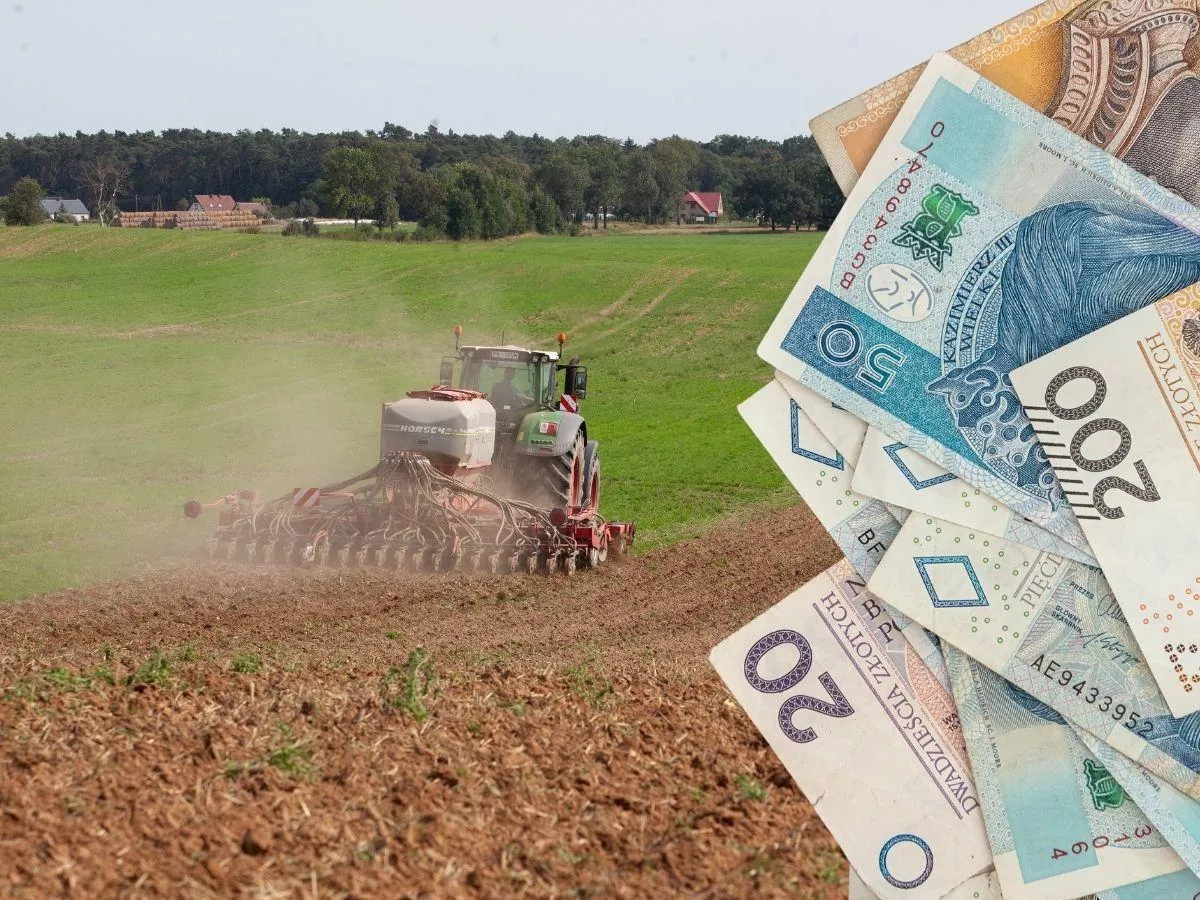 Ile kosztuje siew rzepaku w 2026 roku? Sprawdzamy ceny usług