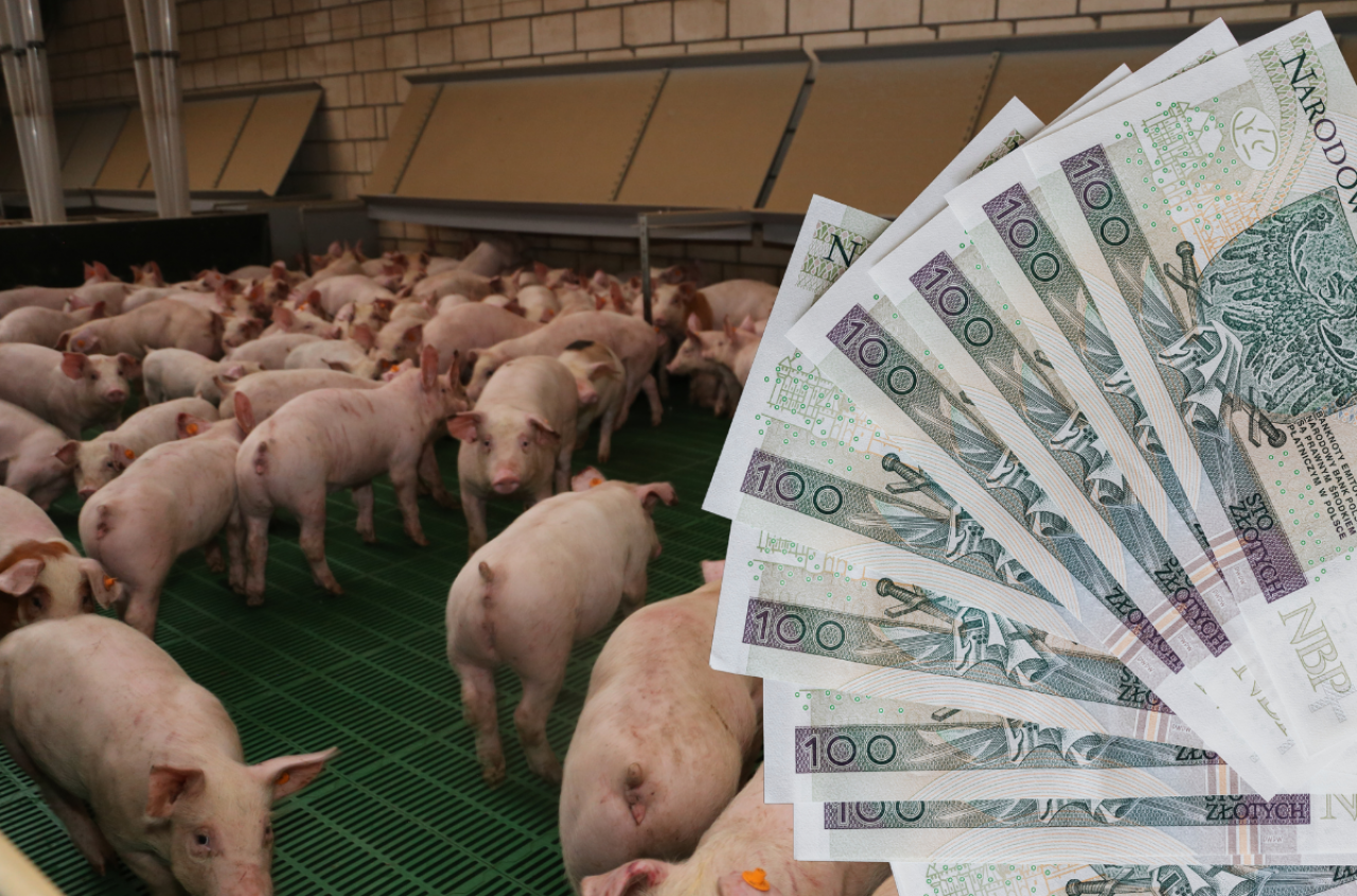 Nawet 2000 zł na loszkę i 1000 zł na lochę. Rząd szykuje nowe dopłaty dla hodowców świń