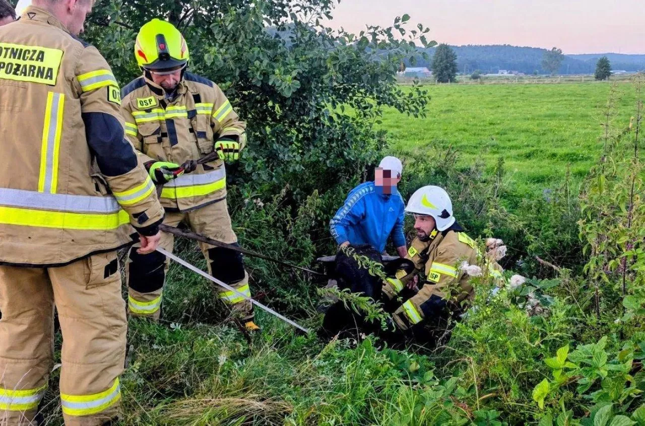 Byk wpadł do rowu i nie mógł się wydostać. Rolnik wezwał strażaków