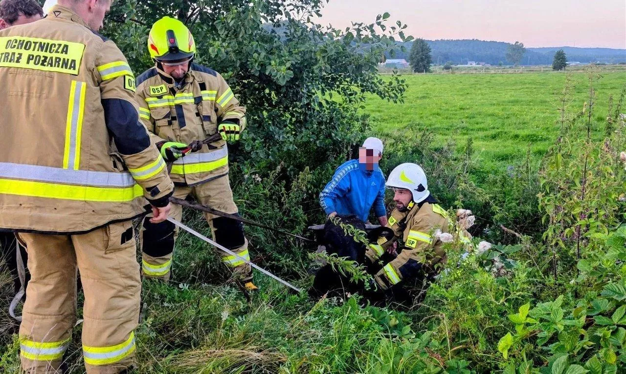 Byk otrzymał pomoc i został uratowany