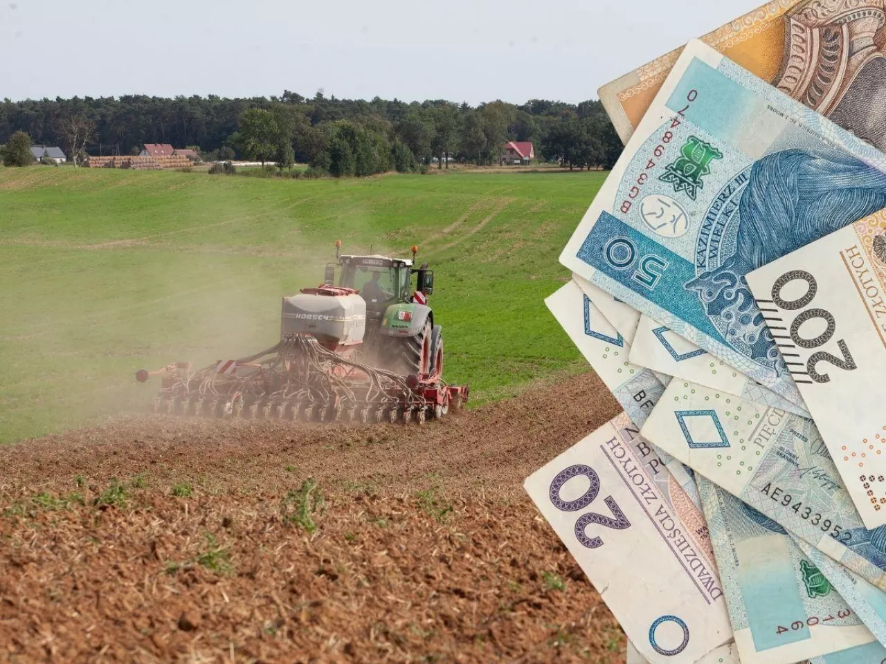 siew rzepaku, po prawej polskie banknoty 