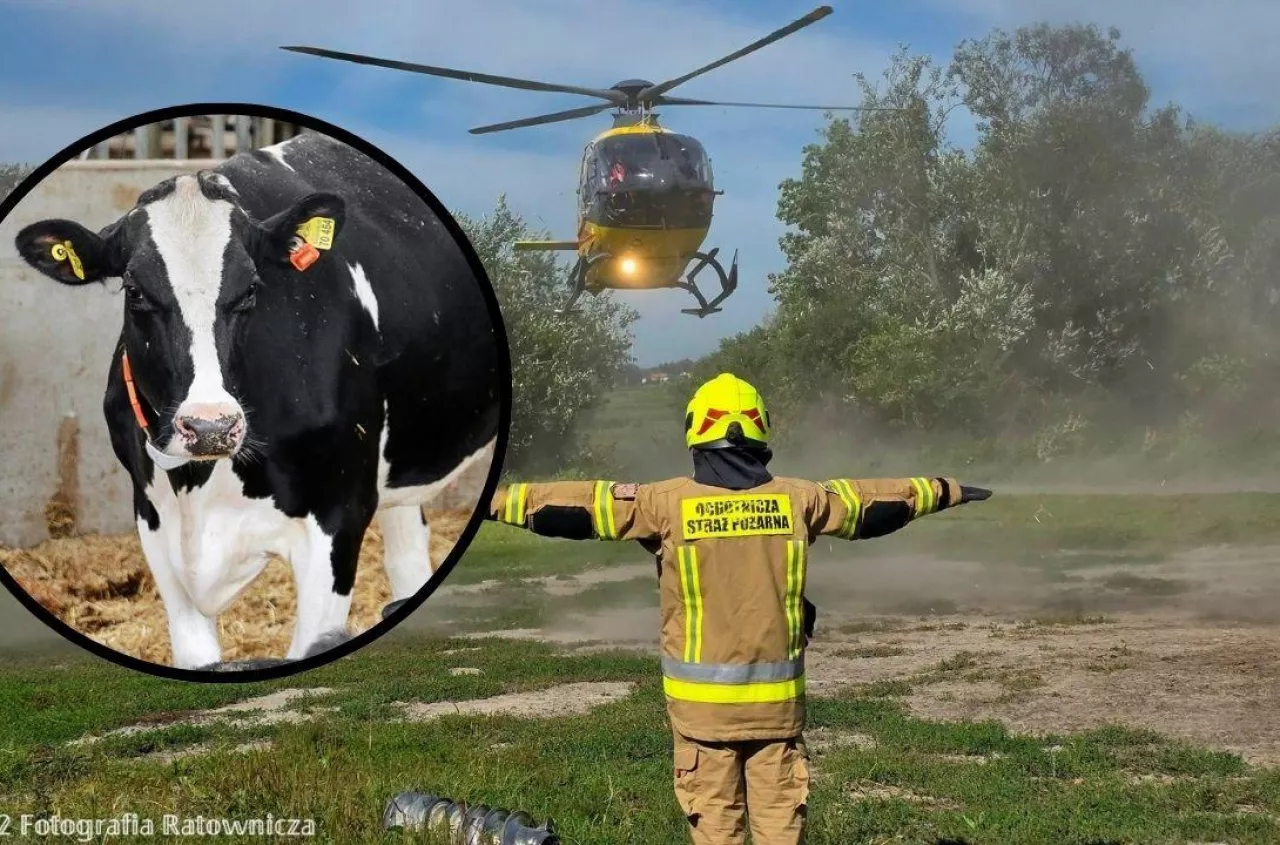 Dramat w oborze na Lubelszczyźnie. Krowa zmiażdżyła 52-letniego rolnika