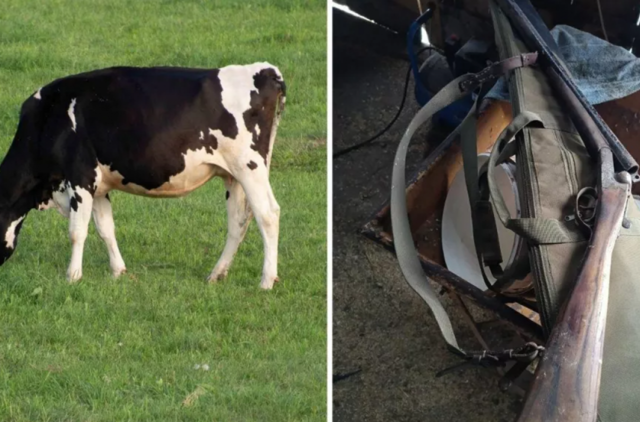 Kradli krowy z pastwisk i ładowali do busa. Gdy rolnik ich nakrył, został pobity