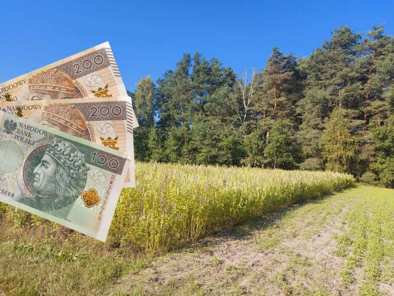 O te dopłaty rolnicy wnioskowali najczęściej. ARiMR podała najnowsze dane