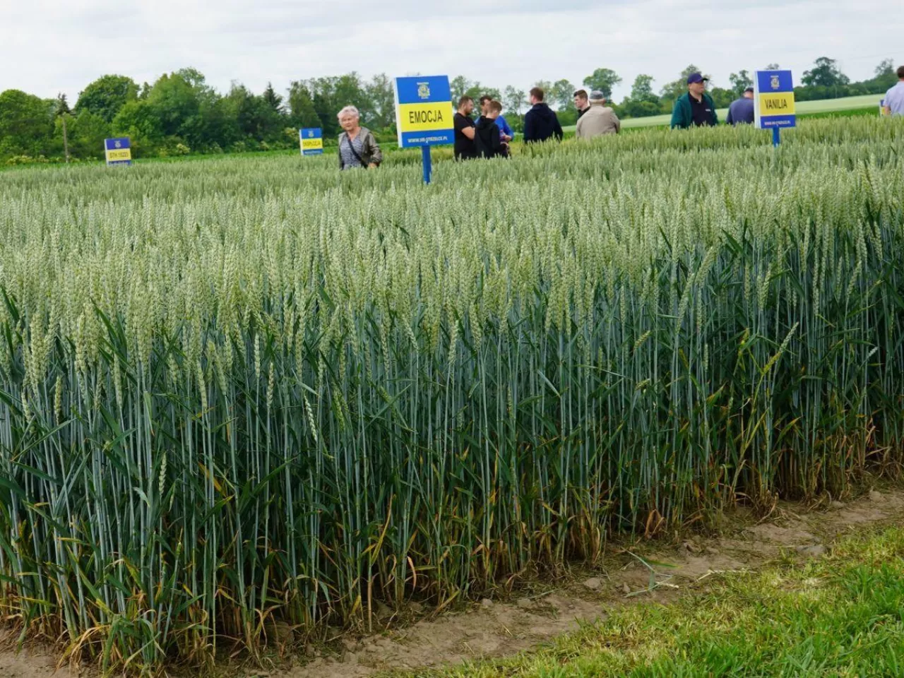 Jaką odmianę pszenicy wybrać? Te błędy mogą kosztować plon i pieniądze