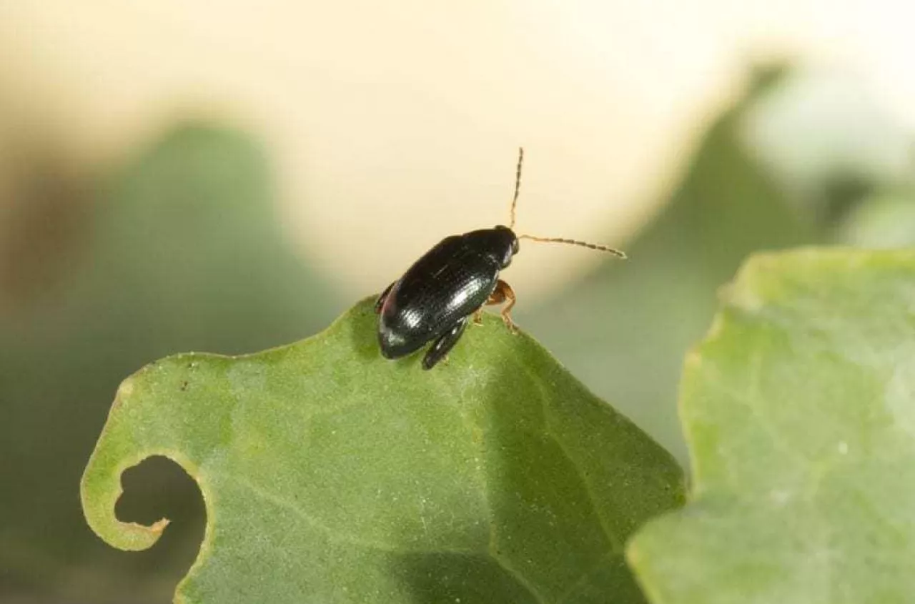 Plantatorzy rzepaku dostali nową broń na pchełkę. Minister wydał zgodę
