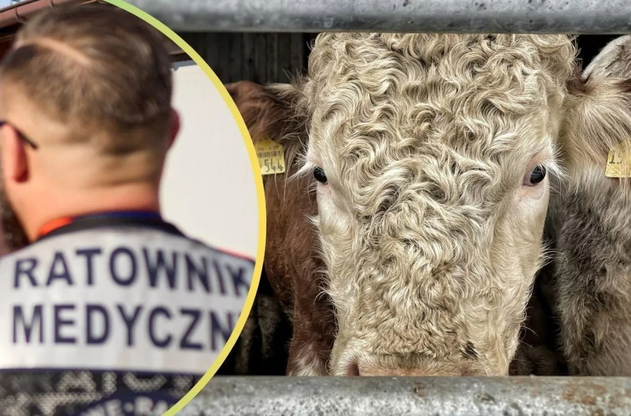 Dramatyczny wypadek w gospodarstwie. Byki zabiły 61-letniego rolnika