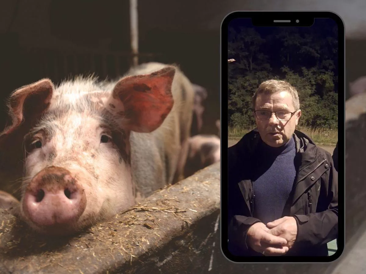Świnie dobiły do 6 zł/kg, ale euforia trwała krótko. Rolnicy: „Nie pozostaniemy bierni”