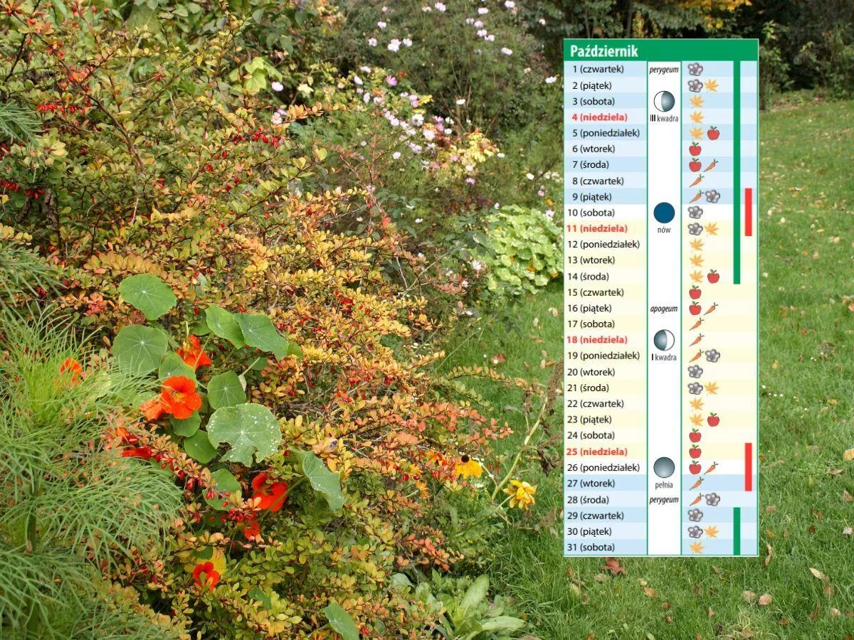 Kalendarz biodynamiczny na październik 2026. Z tymi pracami w ogrodzie już nie czekaj
