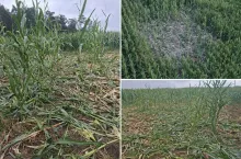 Rolnik stracił pół miliona zł i postawił 8,5 km płotu. Teraz sprawę bada prokuratura