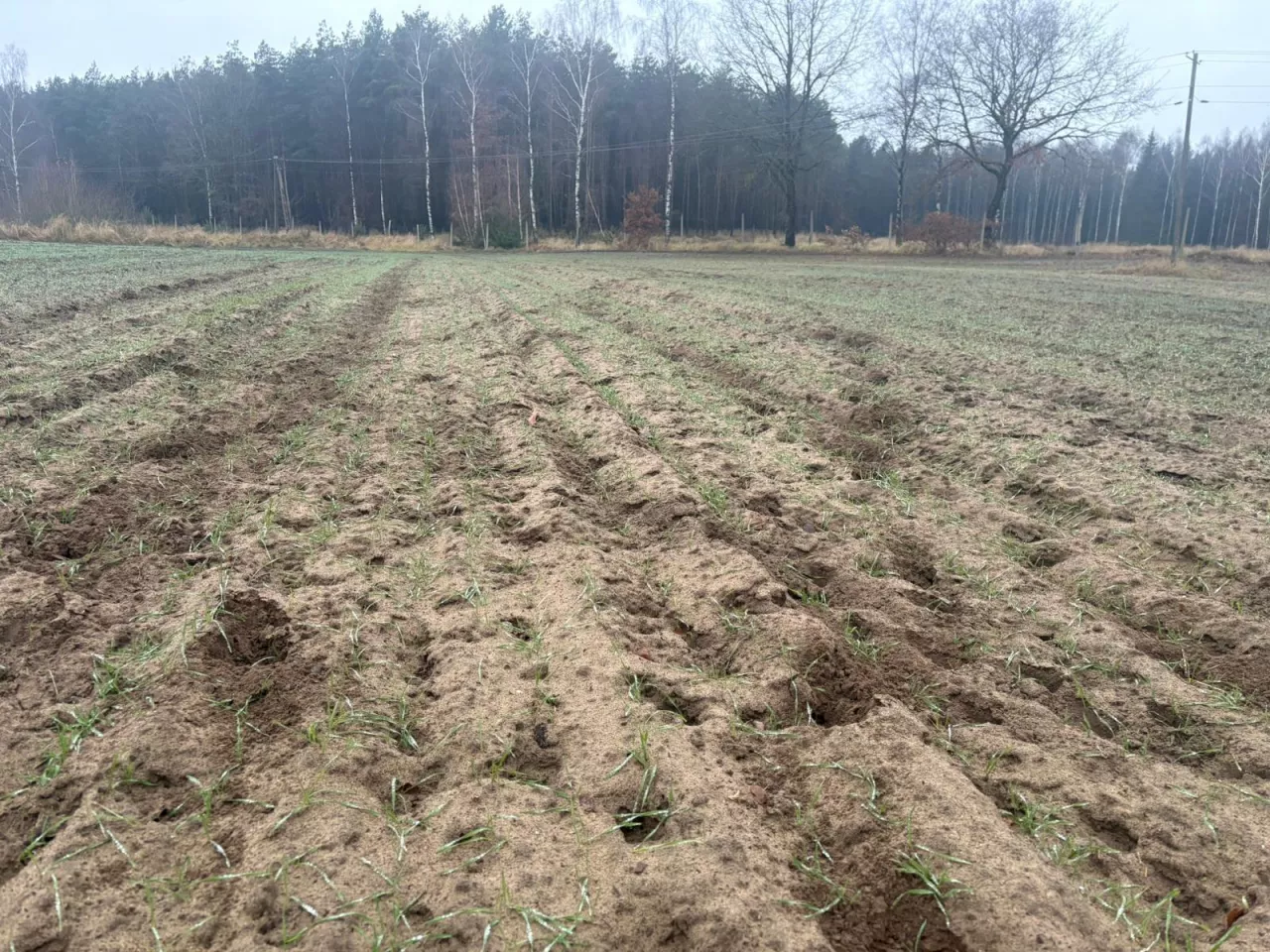 Szkody wyrządzone przez dziką zwierzynę w gospodarstwie Mikołaja Przybyła