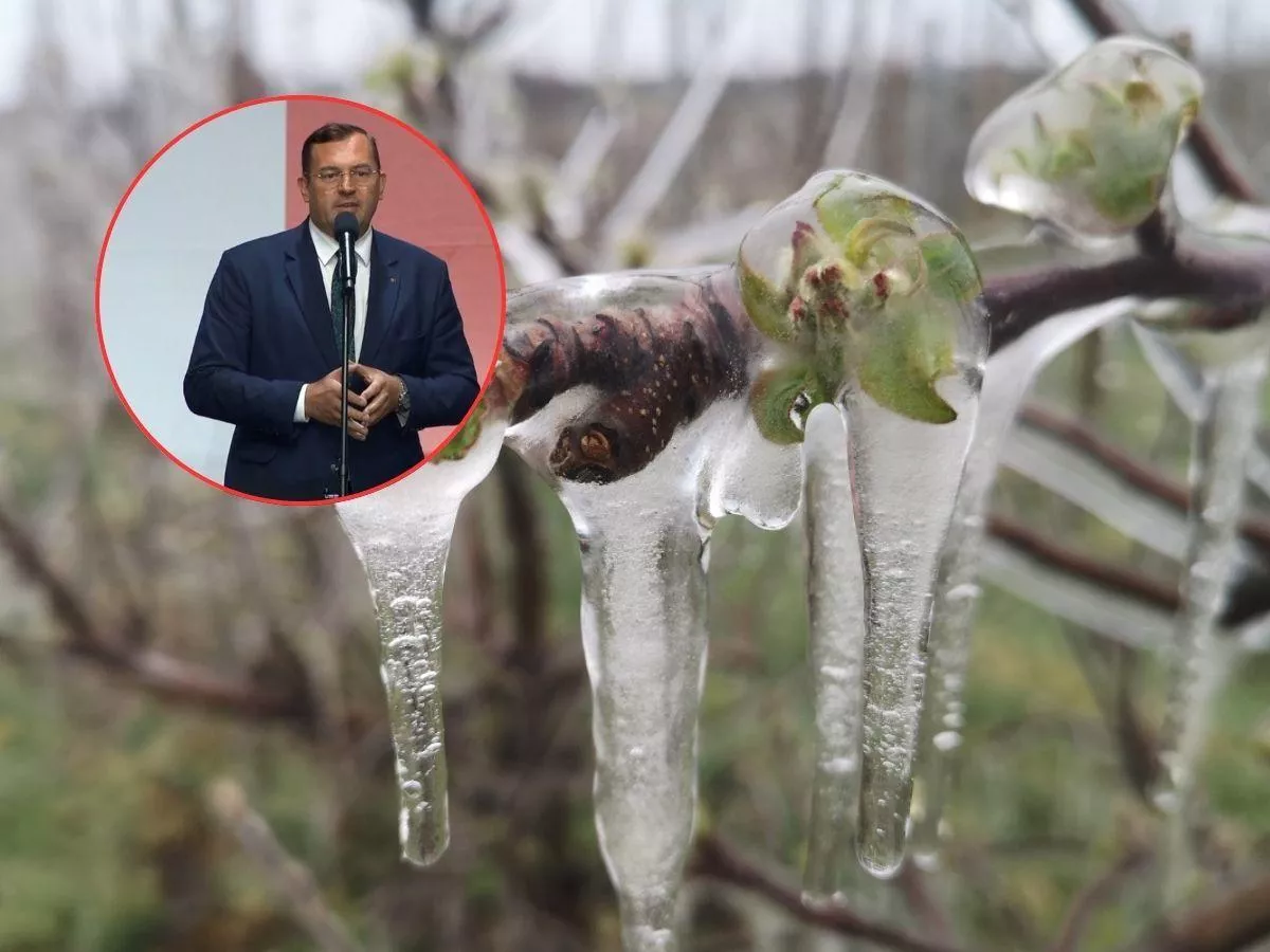 Przymrozki dotknęły 1,2 mln hektarów upraw. Krajewski mówi, kto dostanie pomoc