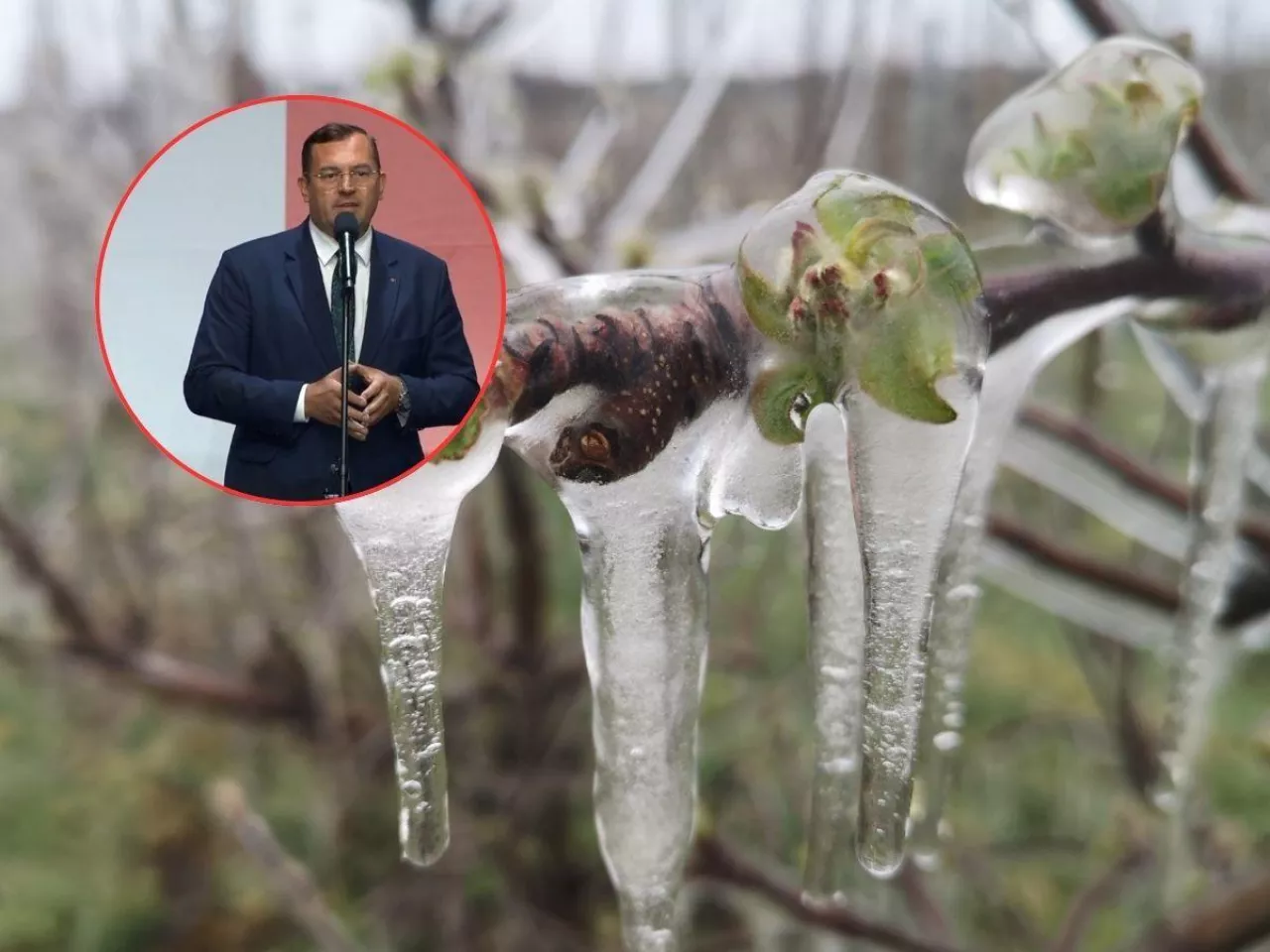 Przymrozki dotknęły 1,2 mln hektarów upraw. Krajewski mówi, kto dostanie pomoc
