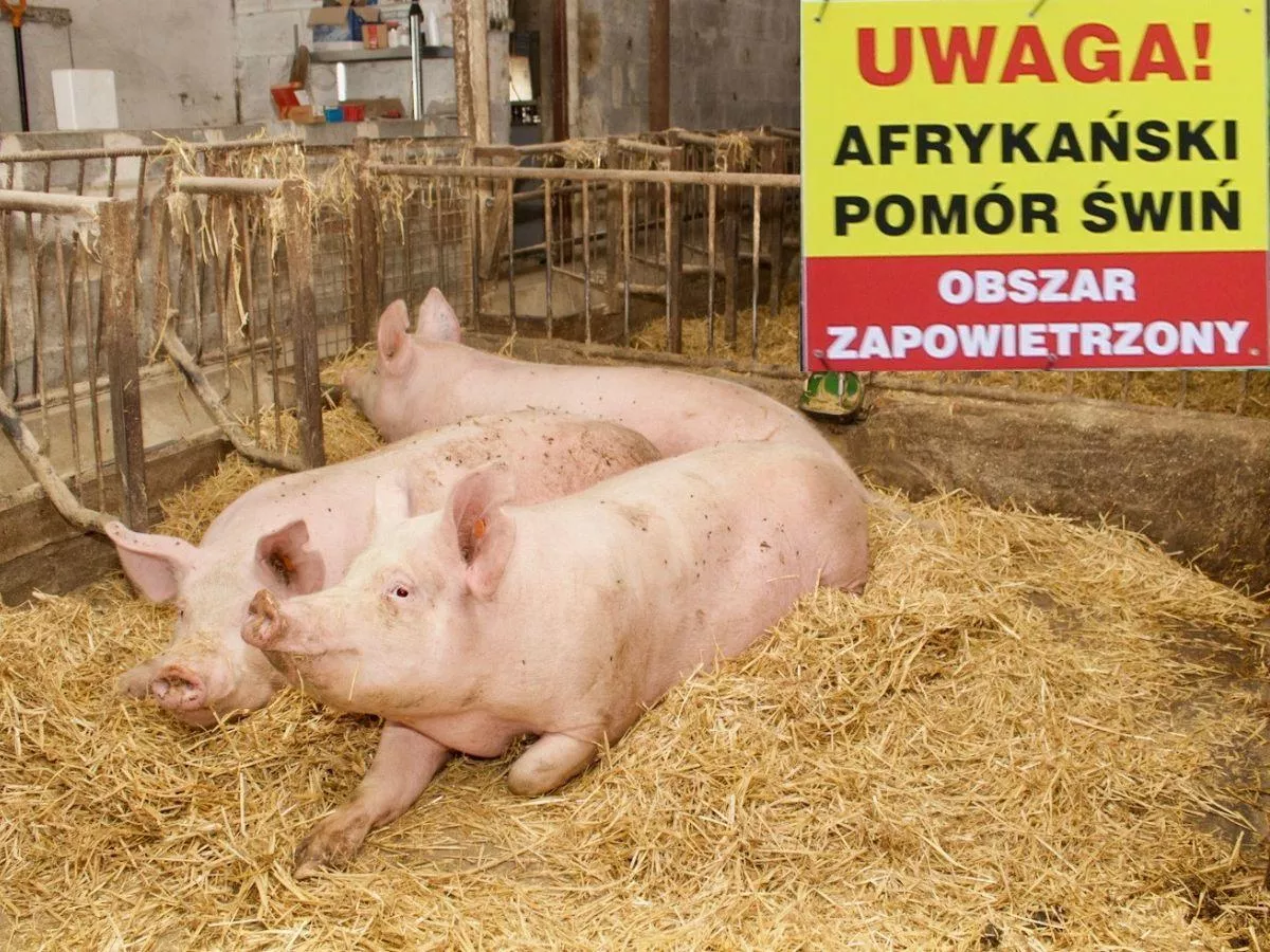Świnie odporne na ASF? Brazylijczycy próbują zmienić ich DNA