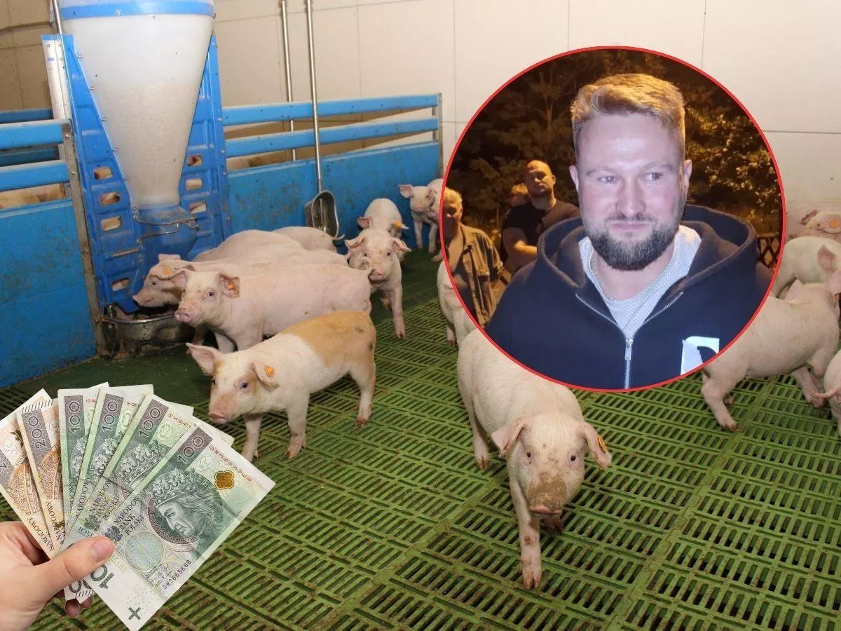 Hoduje świnie, ale ma dość. „Sprzedam to, co mam, i zawieszę działalność”