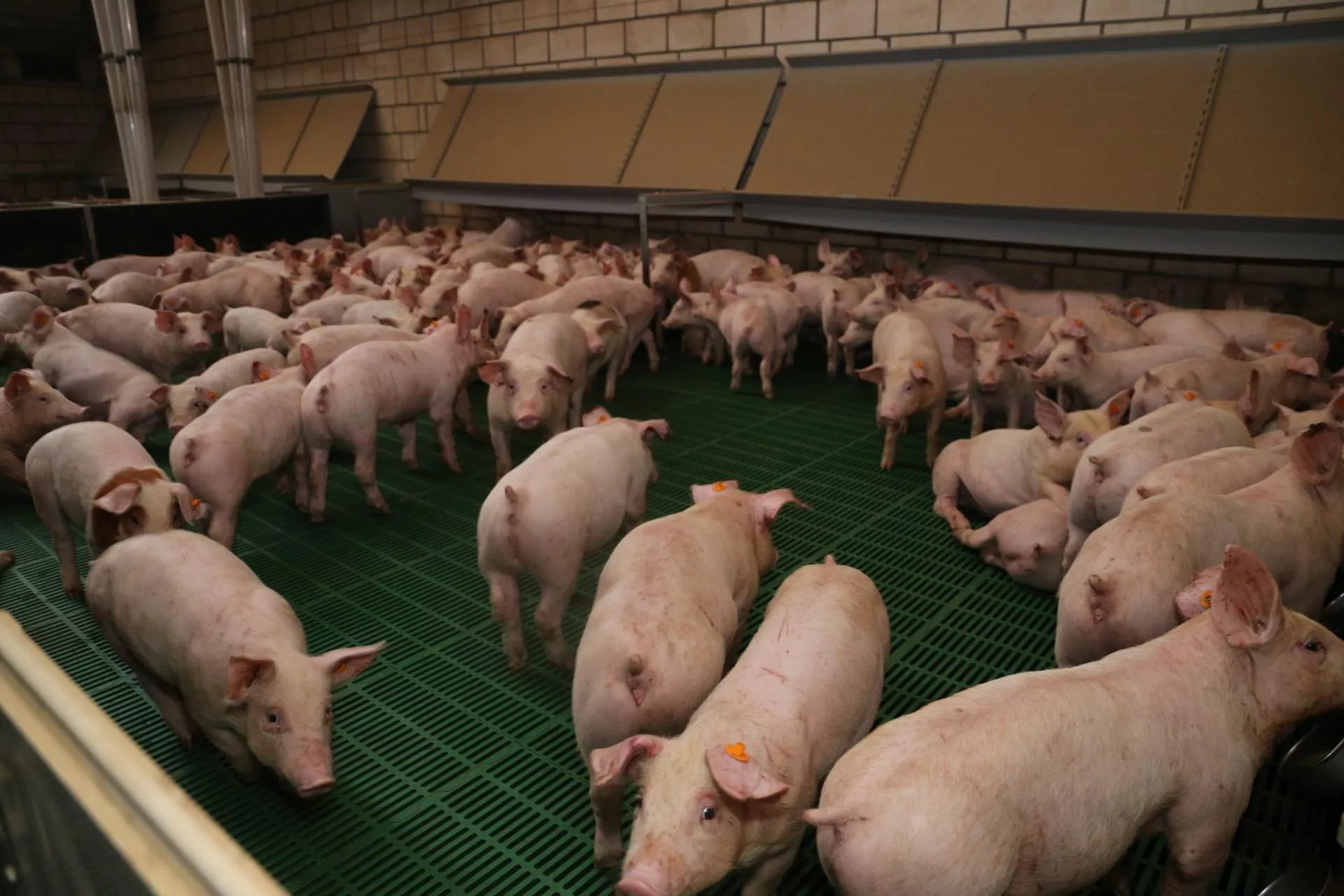 Ceny świń runęły. choćby 80 gr w dół w tydzień. Ile płacą skupy? [SONDA 18.09]