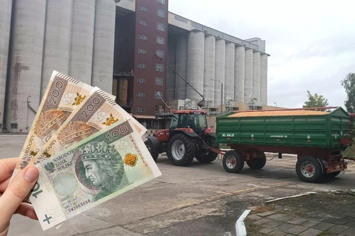 Pszenica podrożała choćby o 100 zł/t. Sprawdzamy ceny zbóż i rzepaku [SONDA]
