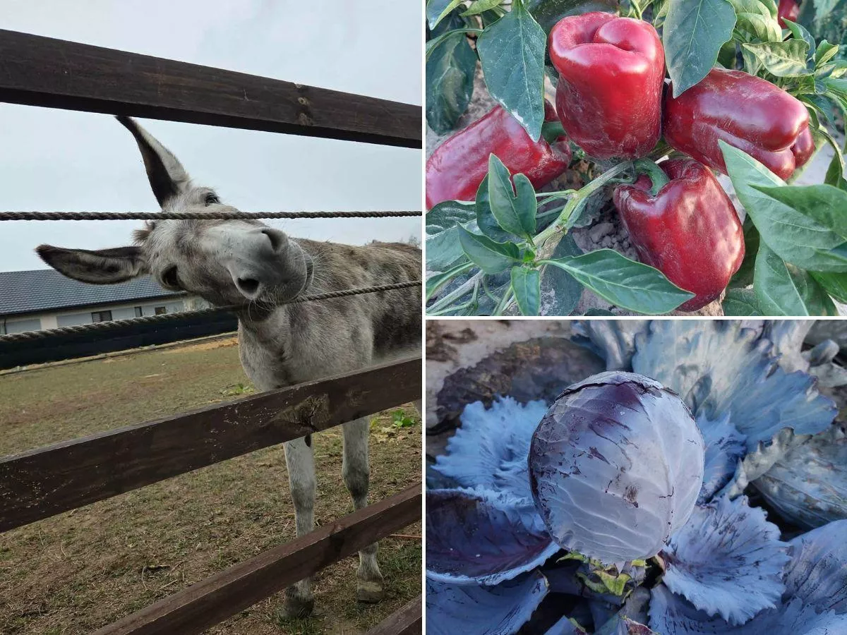 Rok temu nie miał komu sprzedać papryki. Dziś ma 4 ha warzyw i tłumy klientów
