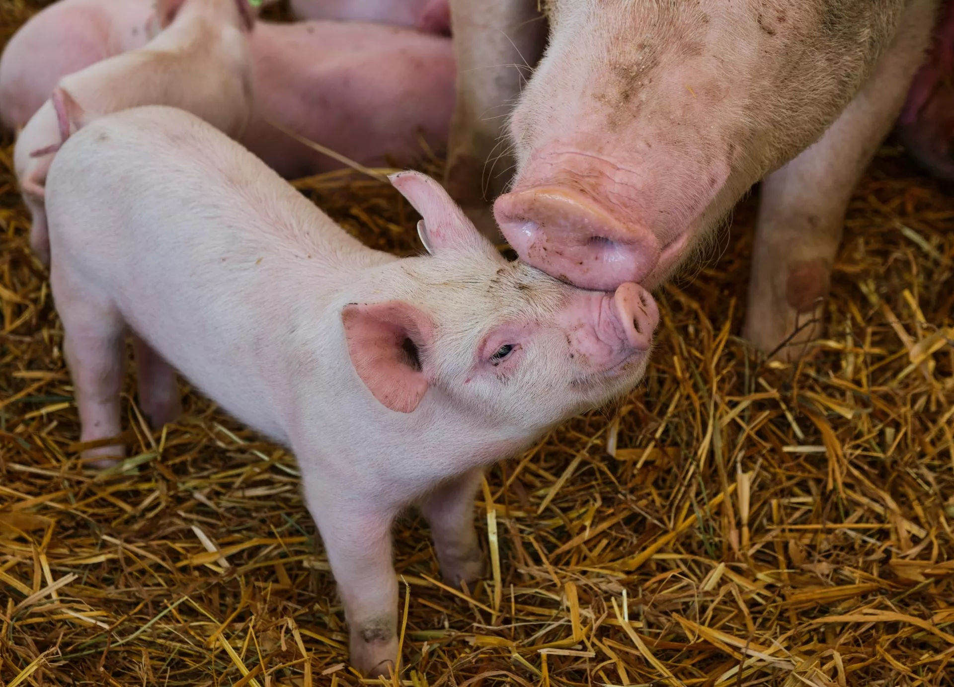 Świń przybyło, a ceny runęły. Import do Polski mocno rośnie