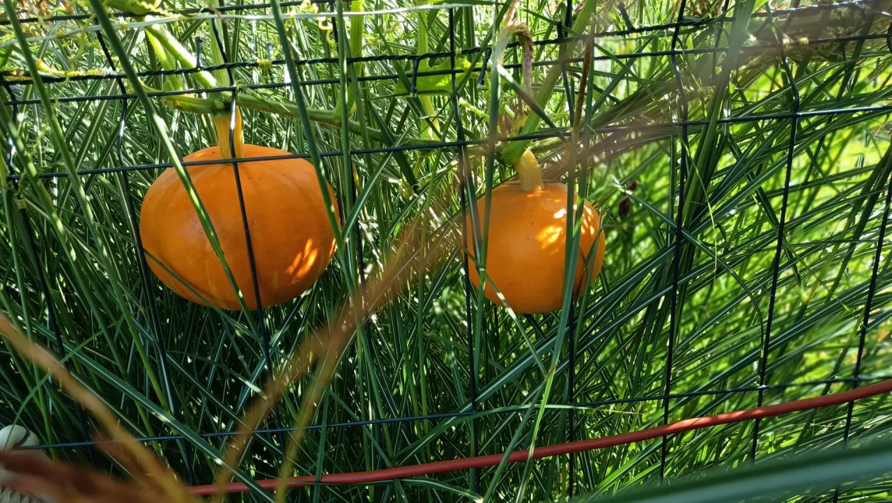 W zbiorze dyni, w tym widocznej na zdjęciu odmiany hokkaido, ważne jest, żeby ogonek był lekko podsuszony. Jeśli będzie zbyt świeży, dynia może zacząć gnić