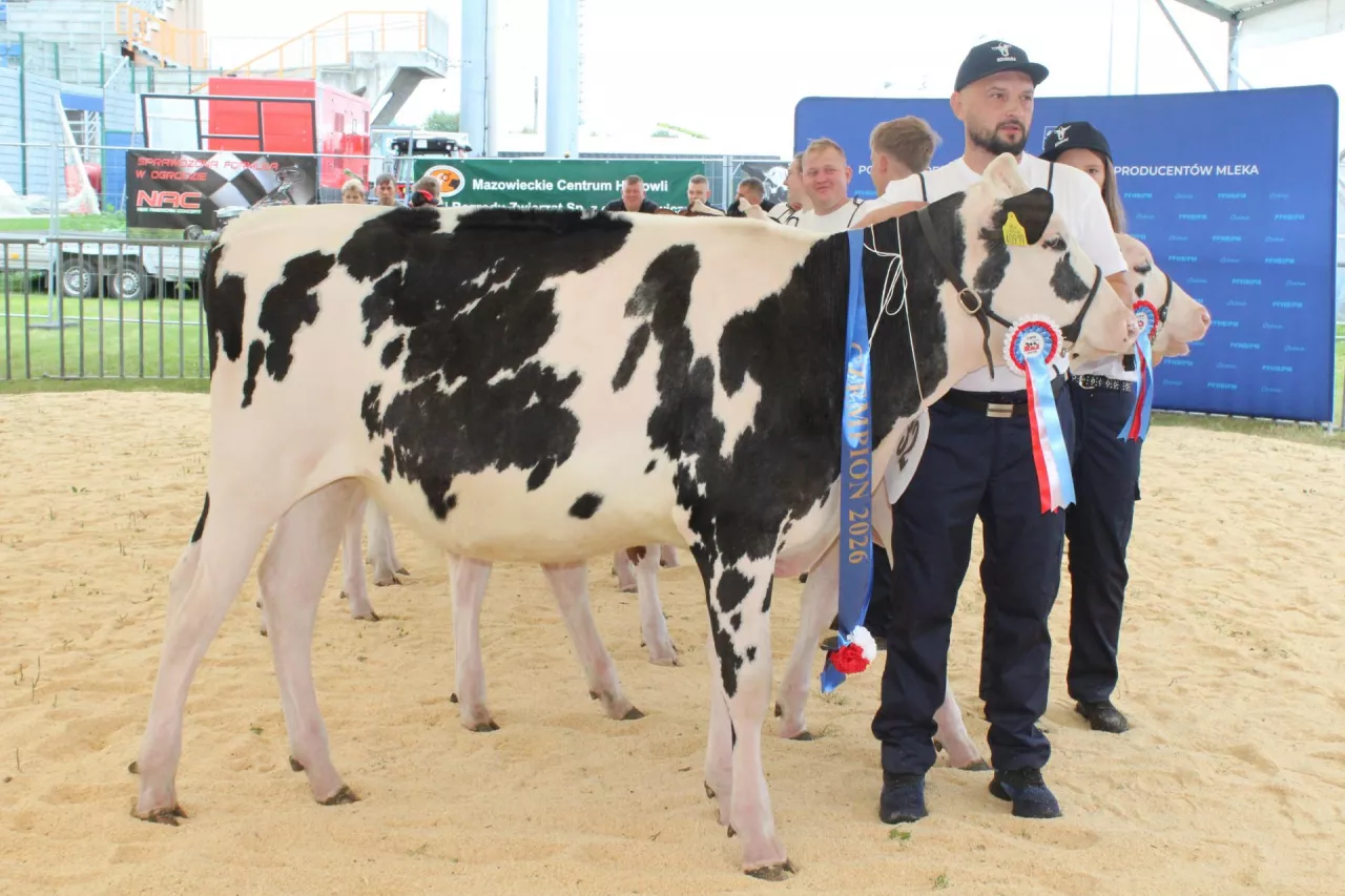 Czempionką w grupie jałowic w wieku 9 - 12 miesięcy została Majkowski Hulu Wenus Łukasza Majkowskiego z miejscowości Jarzyły 