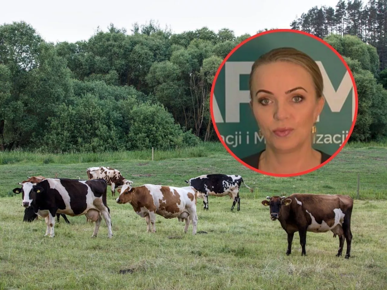 bydło na wypasie, Agnieszka Koniecko z ARiMR