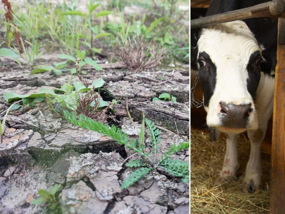 Straty są w polu, a liczy się też obora. Rolnicy pytają, co z pomocą